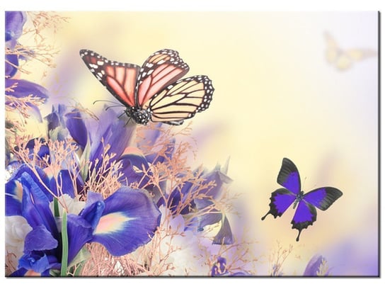 Obraz Motylki, 70x50 cm Oobrazy