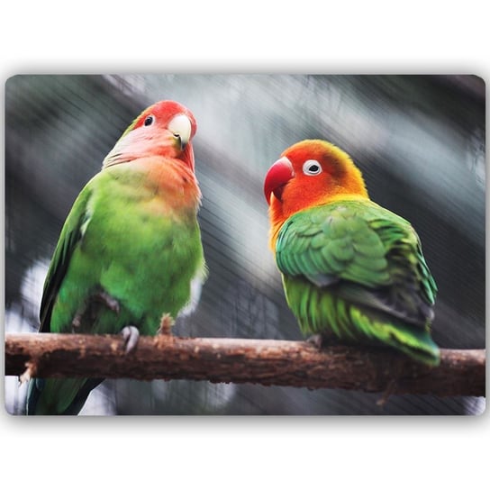 Obraz na metalu FEEBY, Kolorowe papużki, 60x40 cm Feeby