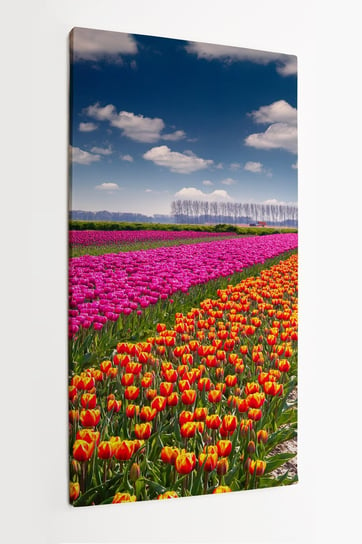 Obraz na płatnie HOMEPRINT, farma tulipanów, w pobliżu miasta Rutten, Holandia, Niderlandy 60x120 cm HOMEPRINT