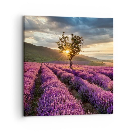 Obraz na płótnie - Aromat w kolorze lila - 70x70 cm - Obraz nowoczesny - Krajobraz, Lawenda, Prowansja, Pole Lawendy, Zachód Słońca - AC70x70-3645 ARTTOR