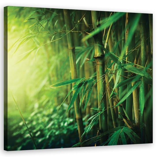 Obraz na płótnie, Bambus w dżungli - 60x60 Inna marka