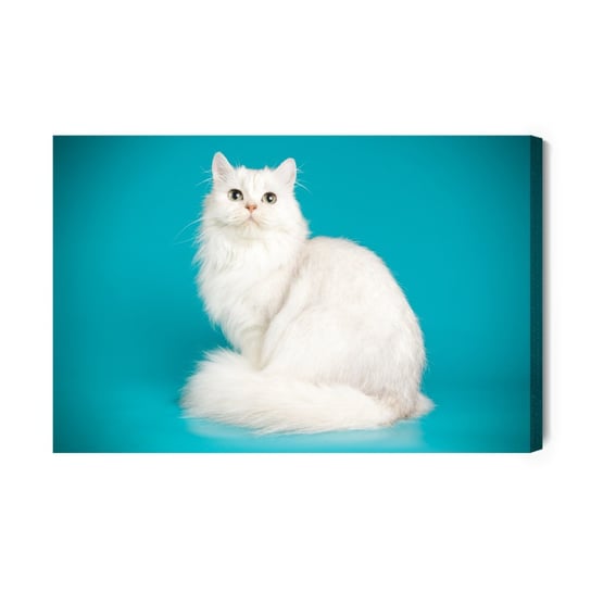 Obraz Na Płótnie Biały Kot 40x30 Inna marka