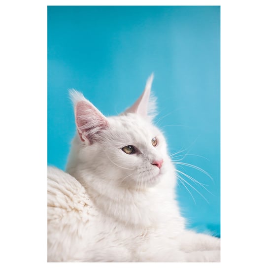 Obraz Na Płótnie - Biały Kot - Dekoracje Ścienne - 40X60cm Legendarte