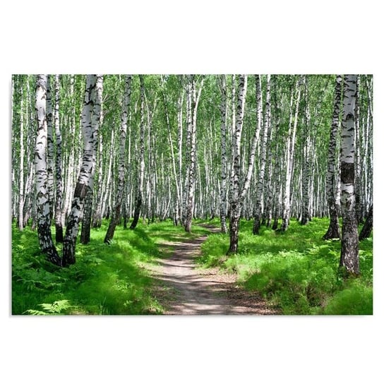 Obraz na płótnie, Brzozowy las 2, 120x80 cm Feeby