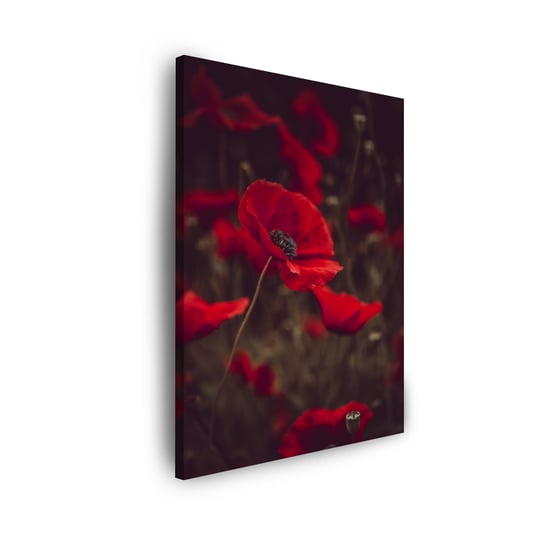 Obraz Na Płótnie Canvas Botanika Czerwone Maki 50X70 Cm GP TONER