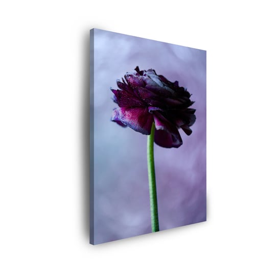 Obraz Na Płótnie Canvas Botanika Fioletowy Kwiat 50X80 Cm GP TONER