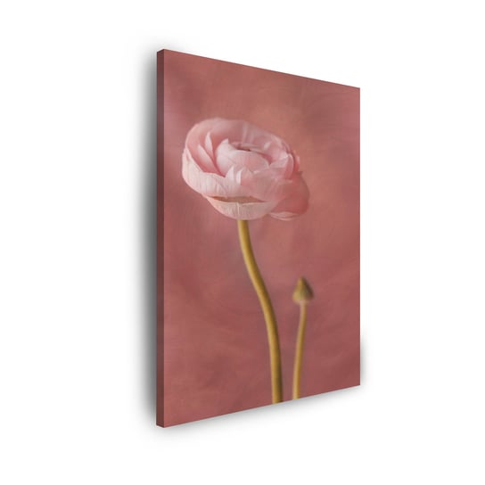 Obraz Na Płótnie Canvas Botanika Różowa Peonia 30X40 Cm GP TONER