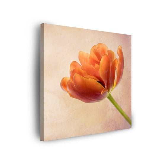 Obraz Na Płótnie Canvas Botanika Tulipan 40X40 Cm GP TONER