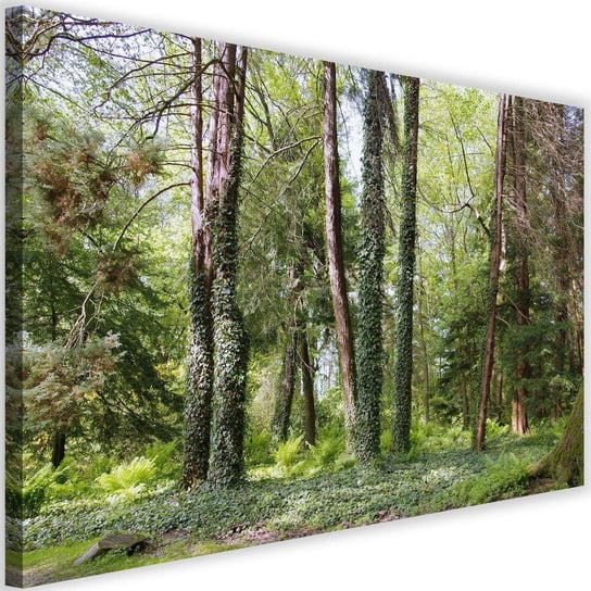 Obraz na płótnie Canvas FEEBY, Bluszcz na drzewach, 90x60 cm Feeby
