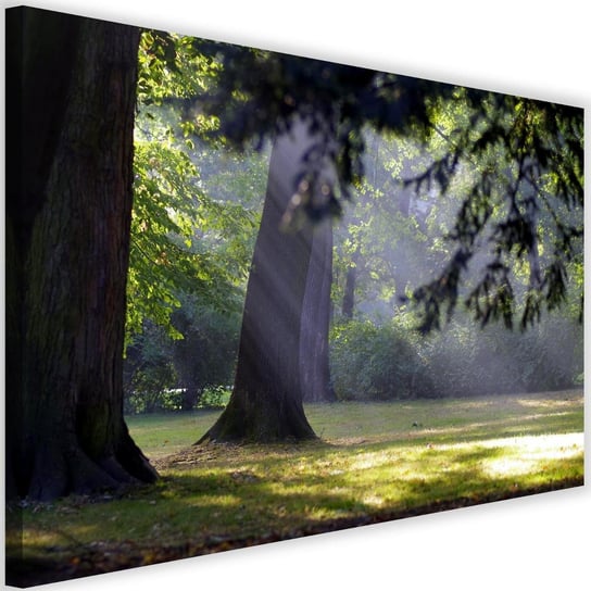 Obraz na płótnie Canvas FEEBY, Drzewa w parku, 60x40 cm Feeby