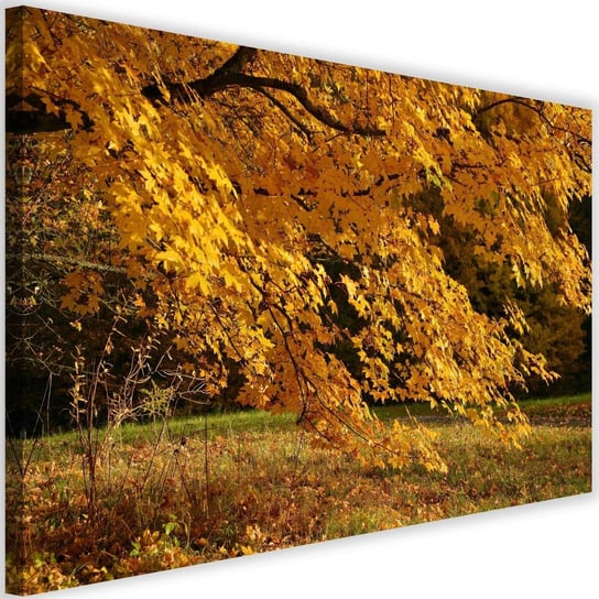 Obraz na płótnie Canvas FEEBY, Drzewo z żółtymi liściami, 60x40 cm Feeby