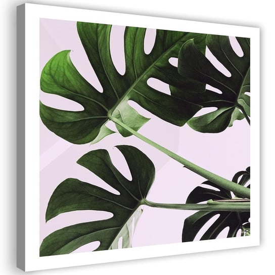 Obraz na płótnie Canvas FEEBY, Egzotyczne liście monstera 1, 90x90 cm Feeby