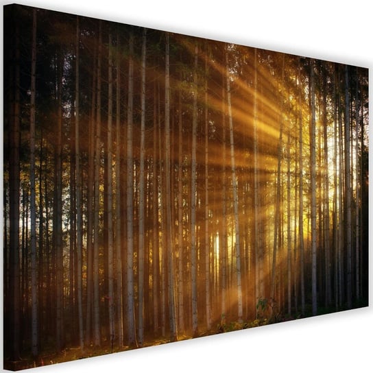 Obraz na płótnie Canvas FEEBY, Promienie słońca w gęstym lesie, 60x40 cm Feeby