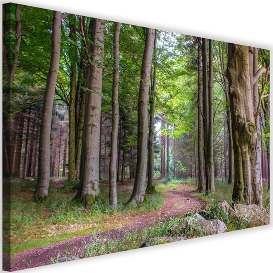 Obraz na płótnie Canvas FEEBY, Ścieżka w lesie, 60x40 cm Feeby