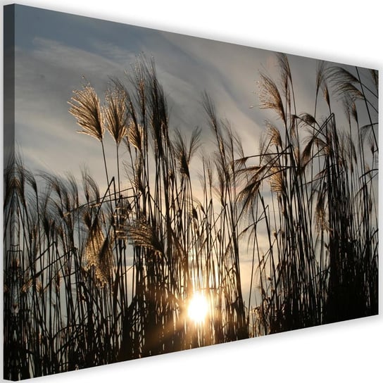 Obraz na płótnie Canvas FEEBY, Słońce wśród traw, 120x80 cm Feeby