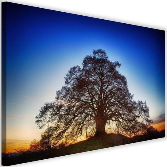 Obraz na płótnie Canvas FEEBY, Wielkie drzewo o zmroku, 120x80 cm Feeby