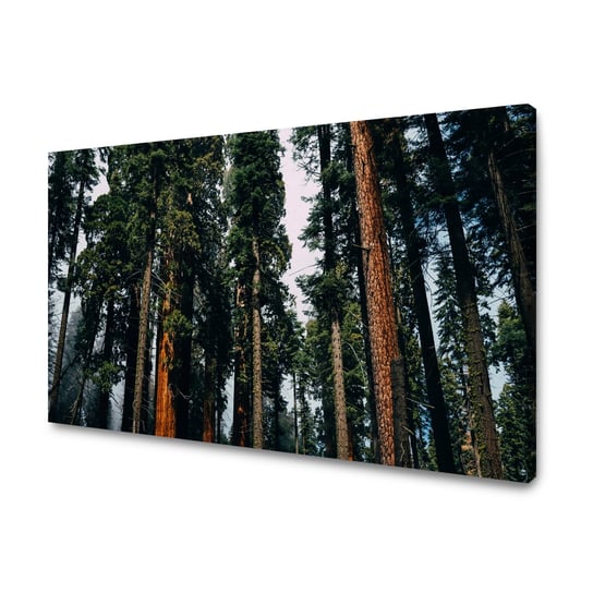 Obraz Na Płótnie Canvas Natura Las 120X70 Cm GP TONER