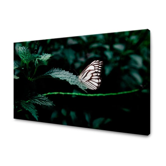 Obraz Na Płótnie Canvas Natura Motylek 50X40 Cm GP TONER