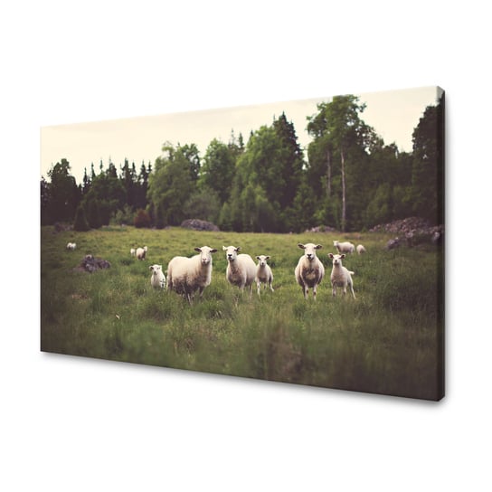 Obraz Na Płótnie Canvas Natura Owce Na Pastwisku 100X80 Cm GP TONER