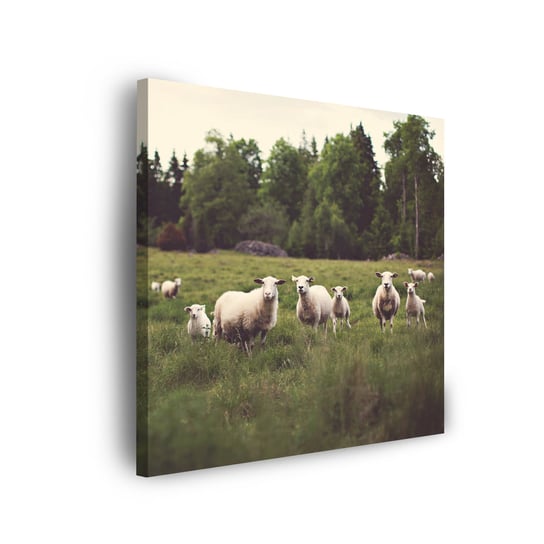 Obraz Na Płótnie Canvas Natura Owce Na Pastwisku 50X50 Cm GP TONER