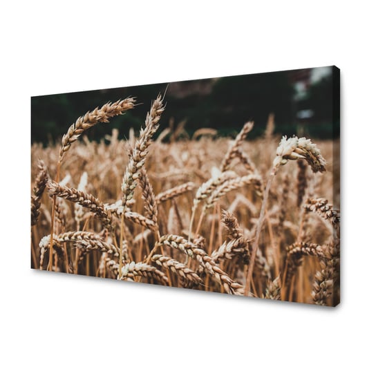 Obraz Na Płótnie Canvas Natura Pole Pszenicy 100X80 Cm GP TONER