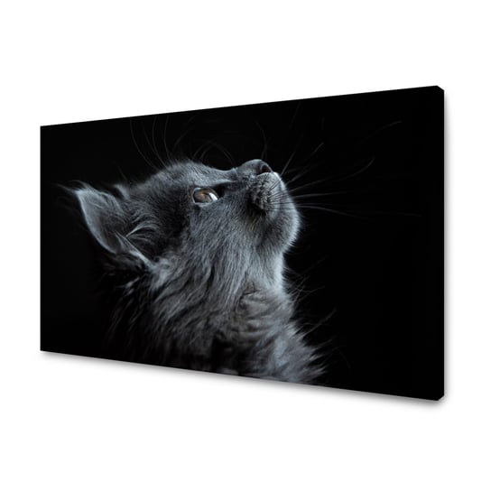 Obraz Na Płótnie Canvas Zwierzęta Kot 40X30 Cm GP TONER
