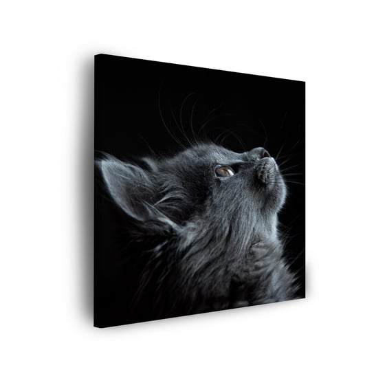 Obraz Na Płótnie Canvas Zwierzęta Kot 40X40 Cm GP TONER
