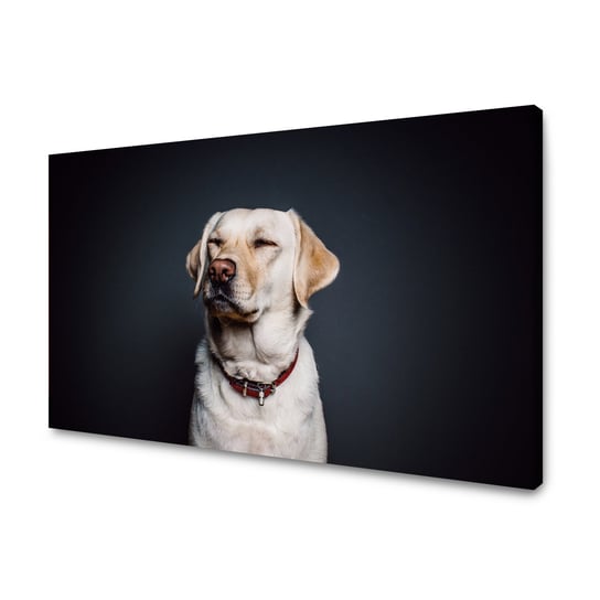 Obraz Na Płótnie Canvas Zwierzęta Labrador 120X80 Cm GP TONER