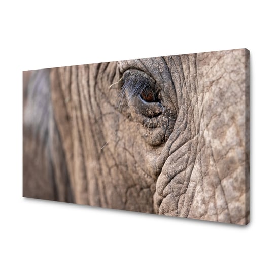 Obraz Na Płótnie Canvas Zwierzęta Oko Słonia 100X60 Cm GP TONER