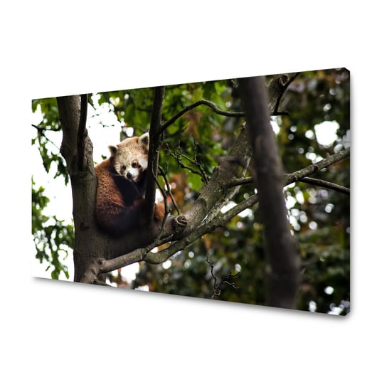 Obraz Na Płótnie Canvas Zwierzęta Panda Czerwona 100X60 Cm GP TONER