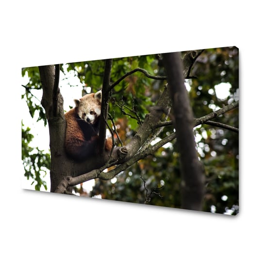 Obraz Na Płótnie Canvas Zwierzęta Panda Czerwona 70X50 Cm GP TONER