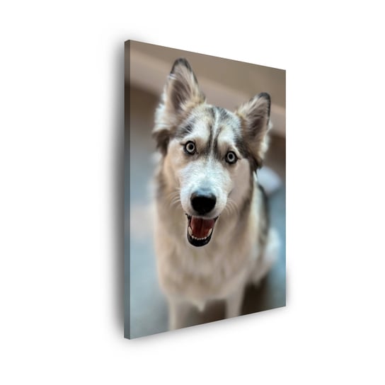 Obraz Na Płótnie Canvas Zwierzęta Pies Husky 40X50 Cm GP TONER