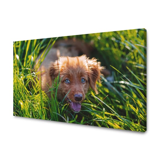 Obraz Na Płótnie Canvas Zwierzęta Pies W Trawie 120X70 Cm GP TONER
