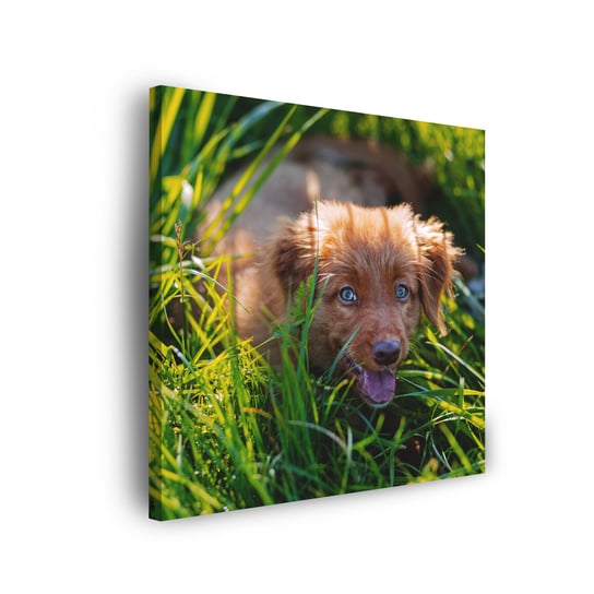 Obraz Na Płótnie Canvas Zwierzęta Pies W Trawie 40X40 Cm GP TONER