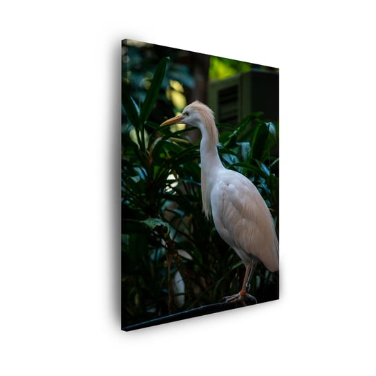 Obraz Na Płótnie Canvas Zwierzęta Ptak 50X70 Cm GP TONER