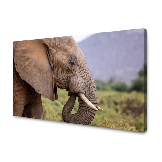 Obraz Na Płótnie Canvas Zwierzęta Słoń Widok 100X60 Cm GP TONER