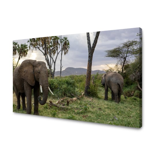 Obraz Na Płótnie Canvas Zwierzęta Słonie 100X60 Cm GP TONER