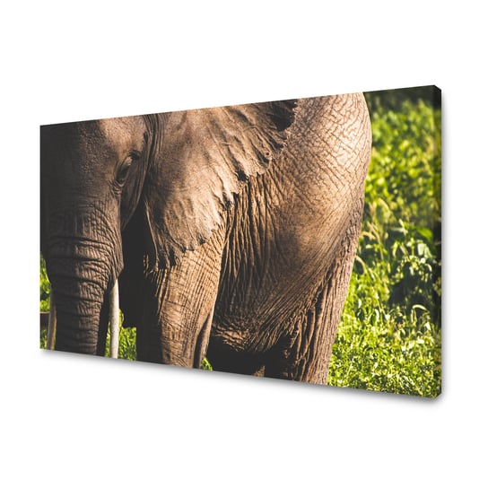 Obraz Na Płótnie Canvas Zwierzęta Słonie Afrykańskie 120X60 Cm GP TONER