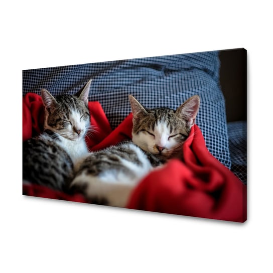 Obraz Na Płótnie Canvas Zwierzęta Śpiące Kotki 90X60 Cm GP TONER