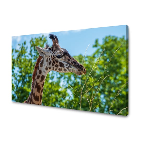 Obraz Na Płótnie Canvas Zwierzęta Żyrafa 120X70 Cm GP TONER