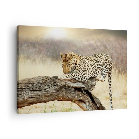 Obraz na płótnie - Chadzam własnymi drogami - 70x50cm - Zwierzęta Lampart Afryka - Nowoczesny Canvas obraz do salonu do sypialni ARTTOR ARTTOR