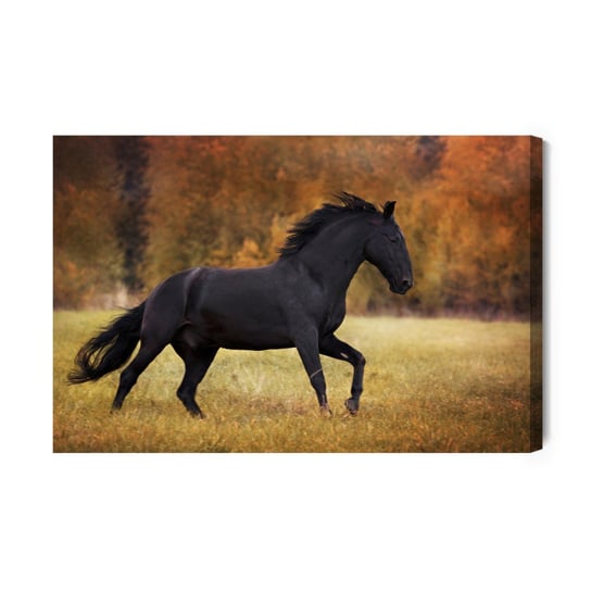 Obraz Na Płótnie Czarny Koń Na Polanie 100x70 Inna marka