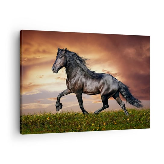 Obraz na płótnie - Czarny książę - 70x50cm - Zwierzęta Koń Arabski Krajobraz - Nowoczesny Canvas obraz do salonu do sypialni ARTTOR ARTTOR
