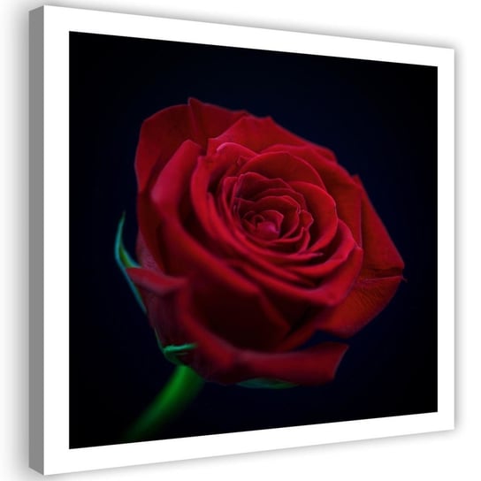 Obraz na płótnie, Czerwona róża w ciemności - 60x60 Inna marka