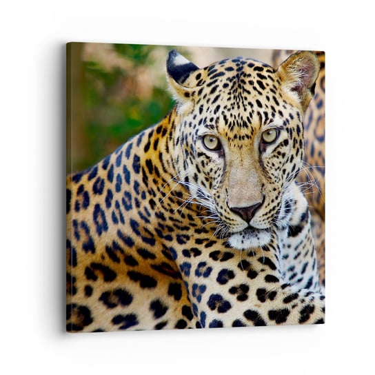 Obraz na płótnie - Dziki i spokojny - 30x30 cm - Obraz nowoczesny - Zwierzęta, Lampart, Afryka, Dżungla, Dzikie Zwierzę - AC30x30-0402 ARTTOR