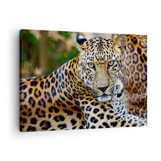 Obraz na płótnie - Dziki i spokojny - 70x50cm - Zwierzęta Lampart Afryka - Nowoczesny Canvas obraz do salonu do sypialni ARTTOR ARTTOR