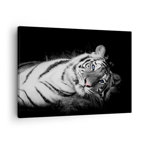 Obraz na płótnie - Dzikość i spokój - 70x50cm - Tygrys Biały Tygrys Zwierzęta - Nowoczesny Canvas obraz do salonu do sypialni ARTTOR ARTTOR
