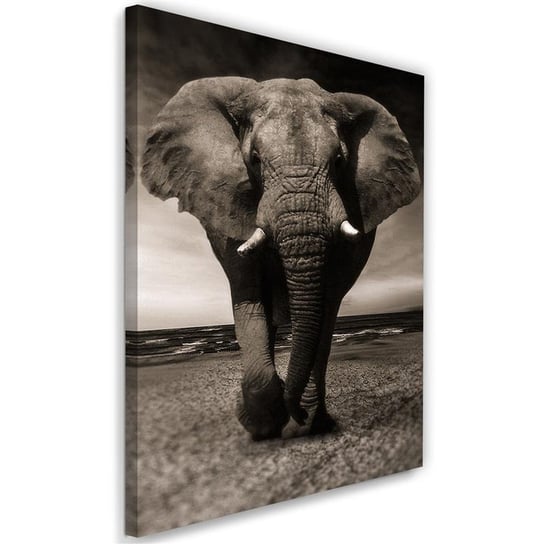 Obraz na płótnie FEEBY, Afryka Słoń Czarno Biały 40x60 Feeby