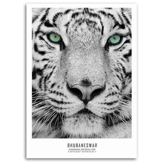 Obraz na płótnie FEEBY, Afryka Tygrys Zwierzęta 70x100 Feeby