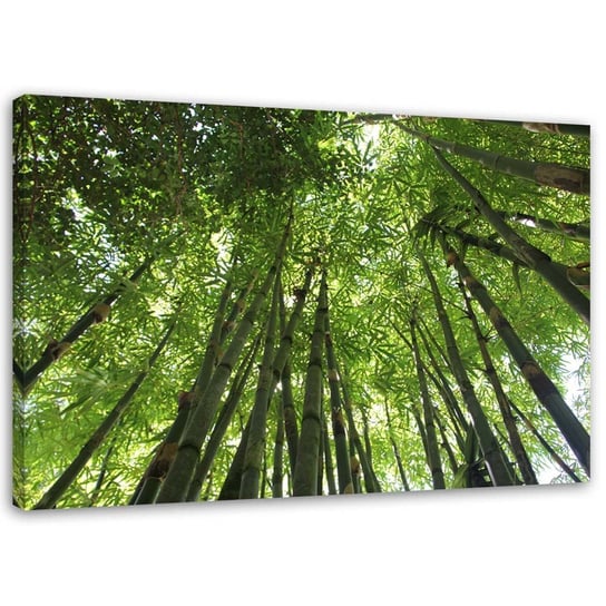 Obraz na płótnie FEEBY, Bambusowy las 60x40 Feeby